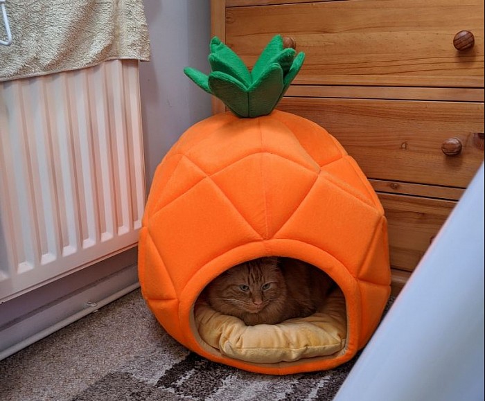 Little Ragnar loves his pineapple bed 🍍😻