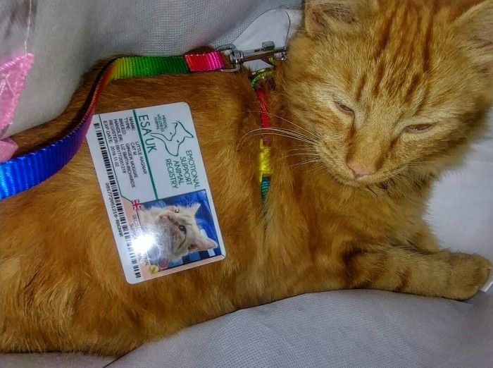 Little Ragnar has his official ESA card.