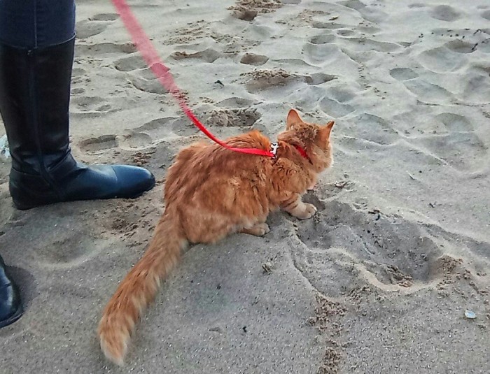 One small step for kitty...