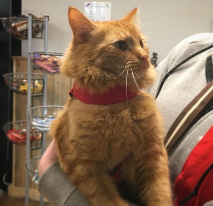 Little Ragnar enjoying the limelight during a visit to the Cats Protection centre in Sussex