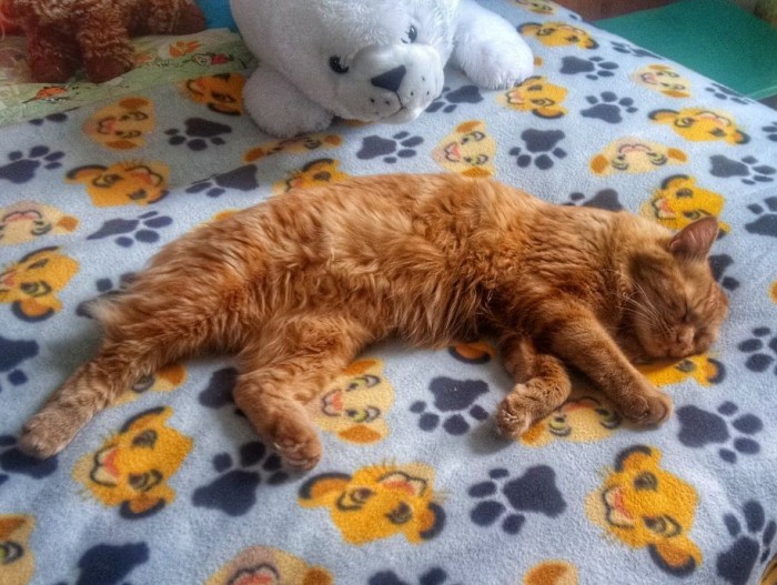 Napping on his Lion King blanket 😻