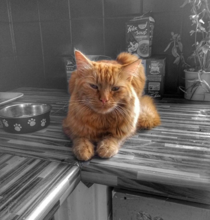 Little Ragnar is waiting for his breakfast! 😻