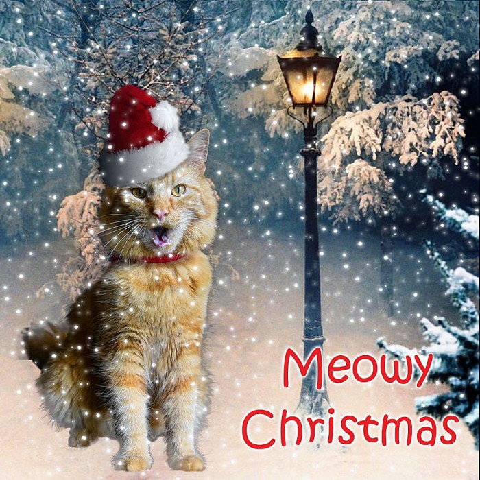 Meowy Christmas