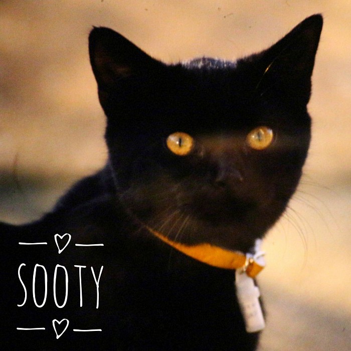 Sooty