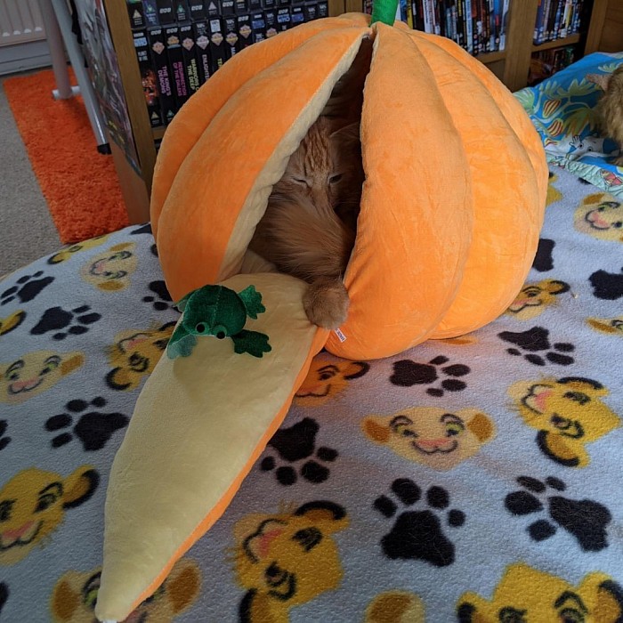Little Ragnar's trying out his new pumpkin bed 🎃😻