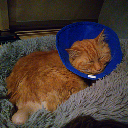Little Ragnar recovering after his tail op.