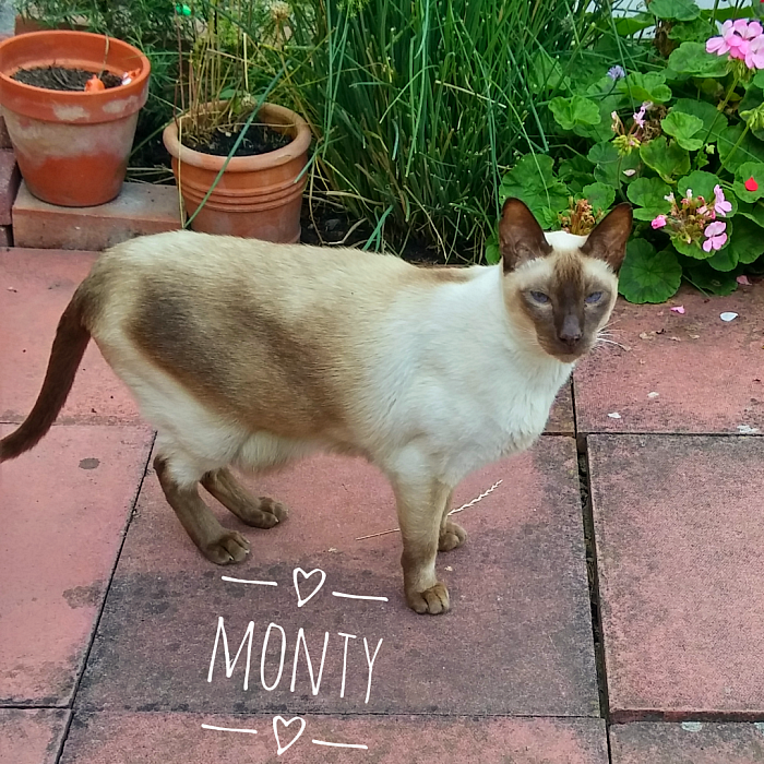 Monty