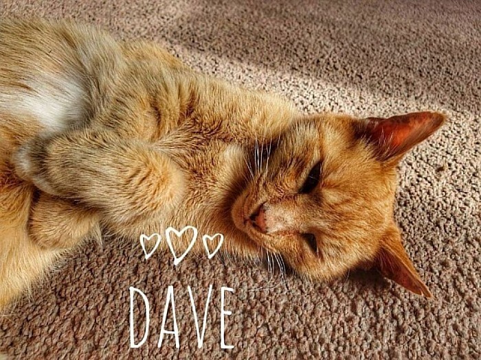 Dave