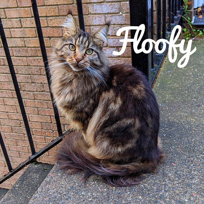 Floofy