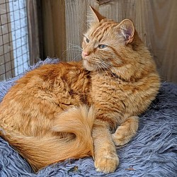 Ragnar catio