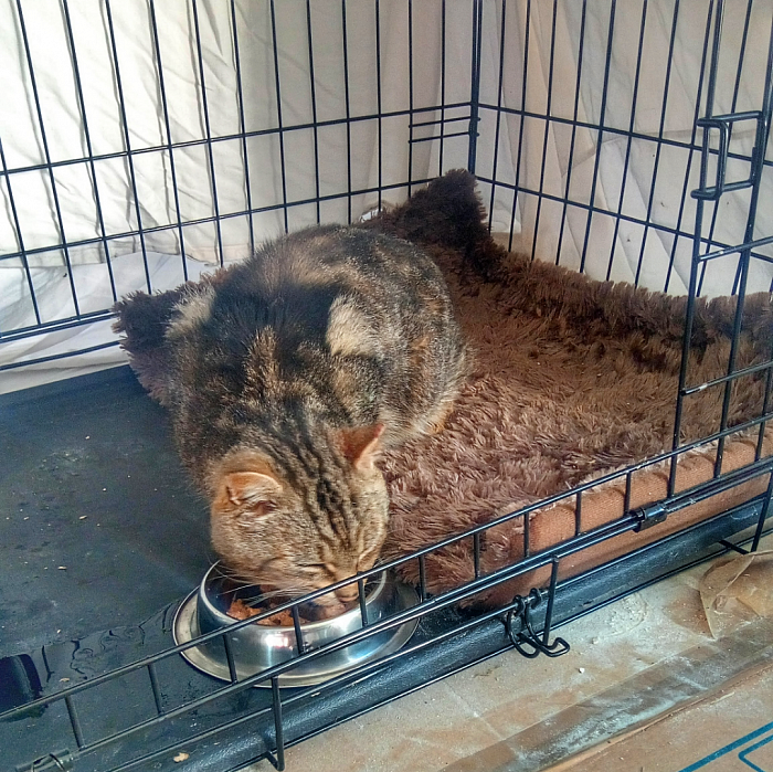 This cat was successfully neutered as part of the TNR scheme.
