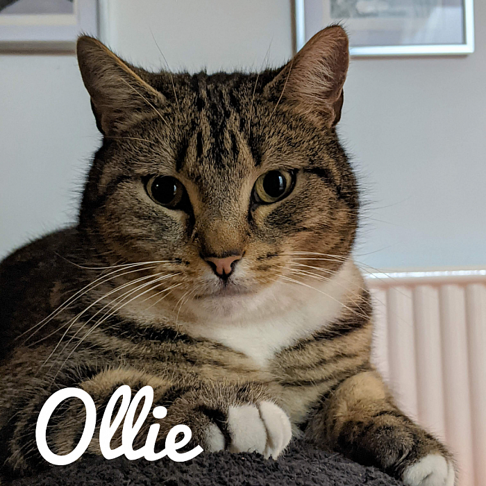 Ollie