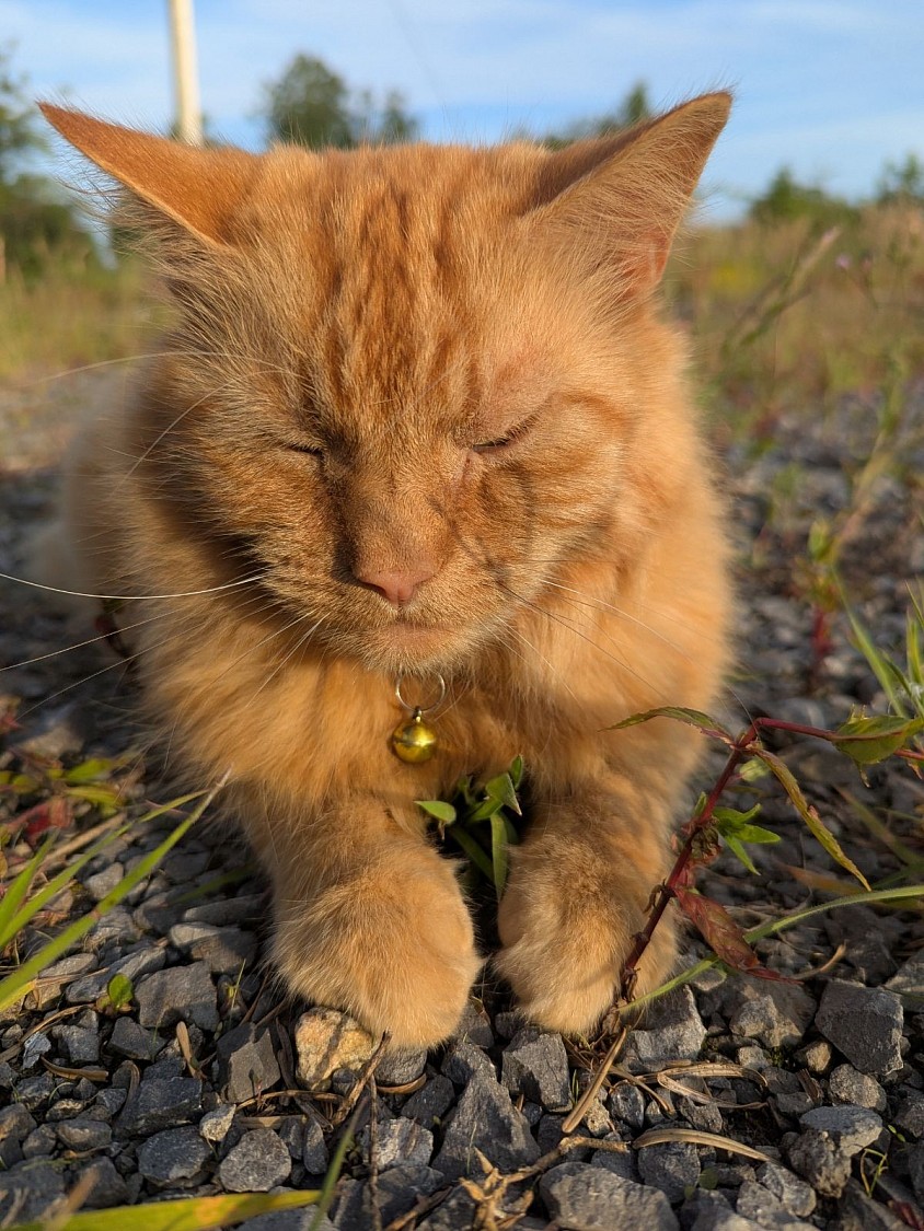ragnar_sun