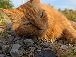 sun_bathing