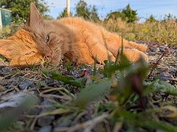sun_bathing